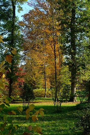 Ur-Wald und Licht im Queen-Auguste-Victoria-Park